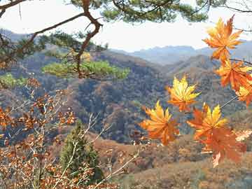 天天彩澳門天天彩正版或夫妻去五臺(tái)山的禁忌，全面釋義與警惕虛假宣傳-全面釋義、解釋與落實(shí) 解析與釋義